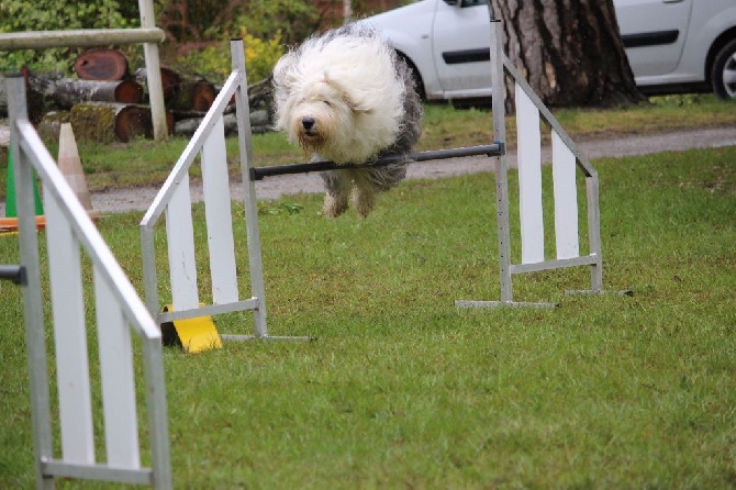 Lola And Co - Agility