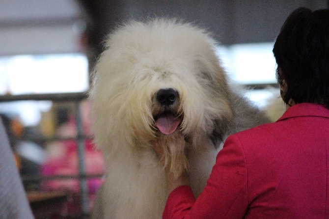 Lola And Co - 13/12/15 spéciale CACS-CACIB Nantes