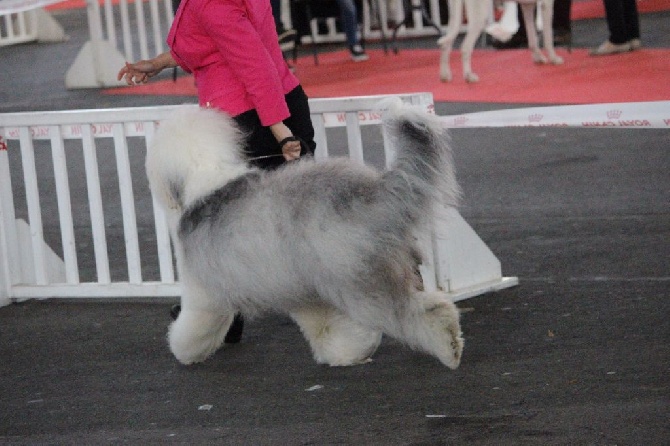 Lola And Co - 17/10/2015 : CACS-CACIB Poitiers
