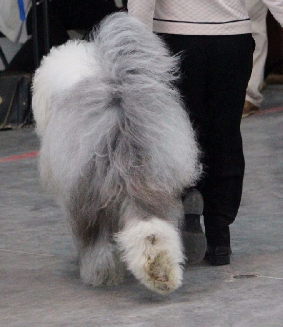 Lola And Co - CACS-CACIB Compiègne