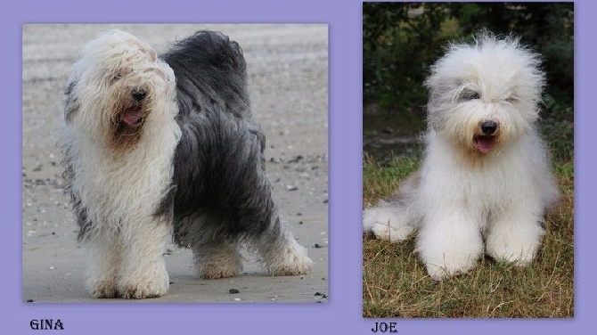 Lola And Co - les premiers bébés Lola and Co début 2016