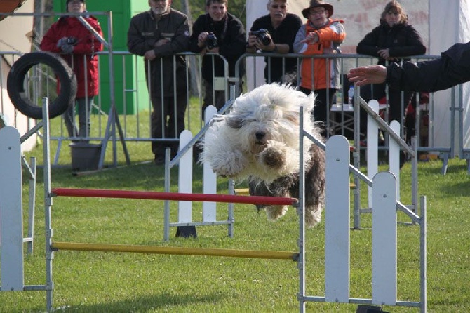 Lola And Co - 28/09/2015 : concours d'Agility à Erceville