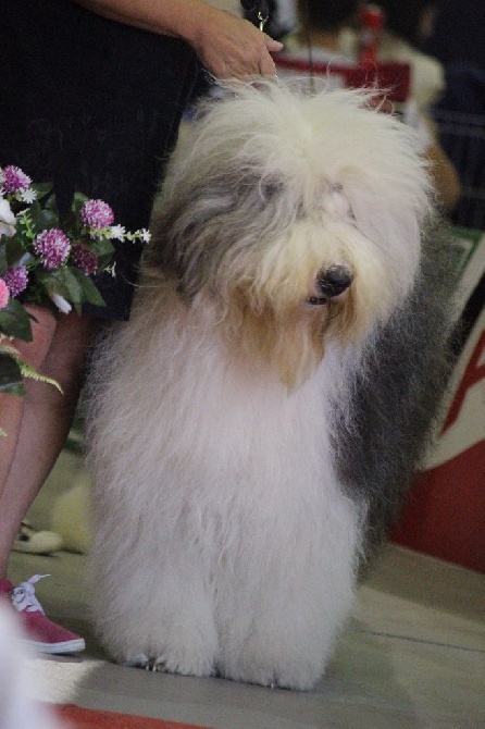 Lola And Co - CAC CACIB Torres Vedras Portugal